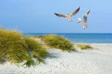 Fototapety  Mewy na piaszczystej plaży