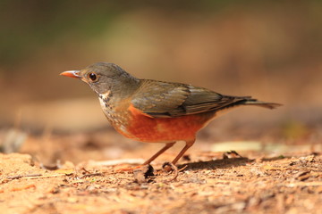 Fototapeta premium Black-breasted Thrush (Turdus dissimilis) 