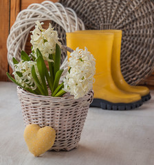 White hyacinths in a basket and heart
