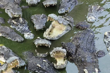 Tableaux ronds sur aluminium brossé Crocodile Gros plan sur les masses de crocodiles