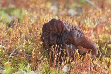 False morel, Gyromitra esculenta