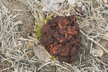 False morel, Gyromitra esculenta