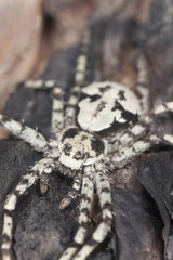 Lichen running-spider, Philodromus margaritatus on burnt pine