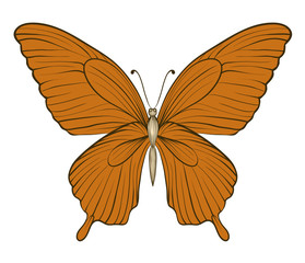 beautiful vintage butterfly isolated on white background