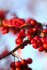  Rowan berries in the fall in natural setting