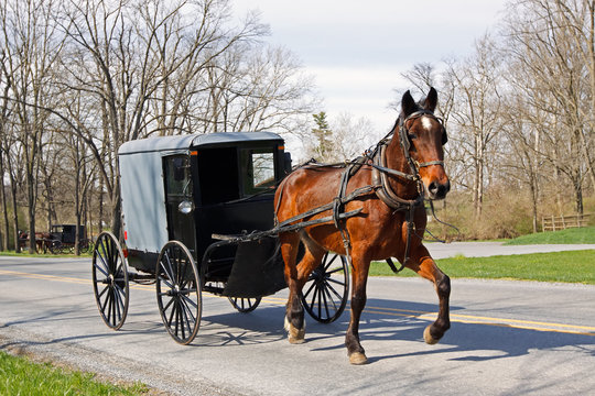 Amish Horse And Carriage