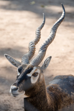 Buenos Aires Zoo