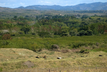 Fototapeta premium Countryside, Valley of the Ingenios, Cuba