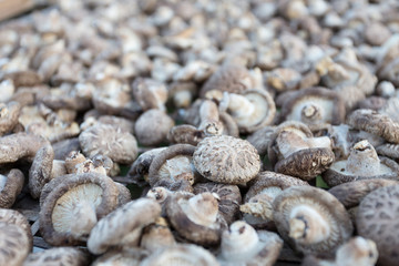 Shiitake Mushrooms