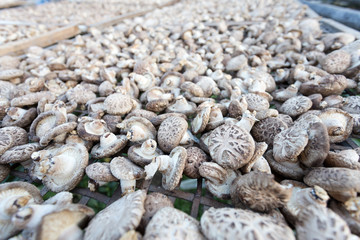 Shiitake Mushrooms