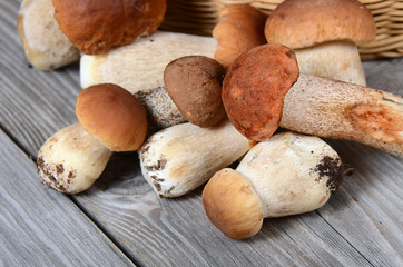 The raw boletus edulis a background