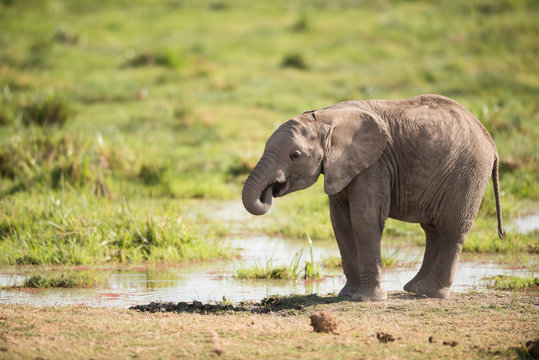 Young African Elephant, Amboseli, Kenya