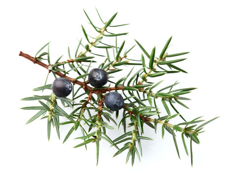 Juniper Twig With Berries