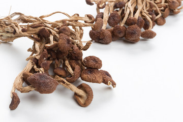 brown tea tree mushrooms