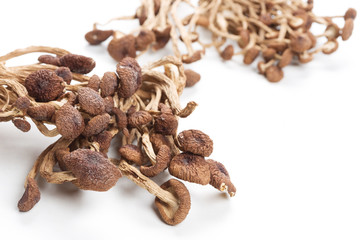 brown tea tree mushrooms