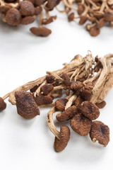 brown tea tree mushrooms
