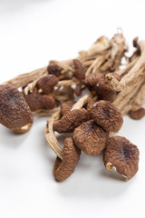 brown tea tree mushrooms