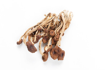 Shiitake Mushrooms