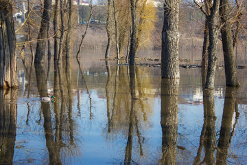 Trees reflection on water.