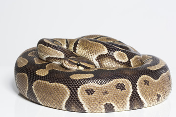 Obraz premium Tigerpython zieht sich zurück