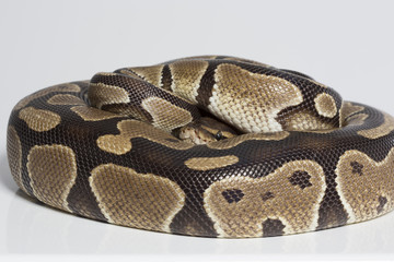 Tigerpython zieht sich zurück - versteckt sich