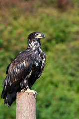 Young eagle sitting on a log