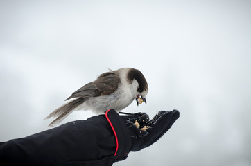 Wildlife bird feeding