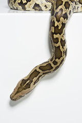 Tigerpython schlängelt sich von oben herab