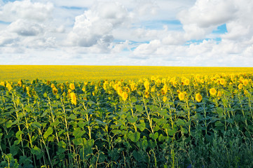 Fototapeta na wymiar field with blooming sunflowers and blue sky