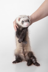 domestic polecat