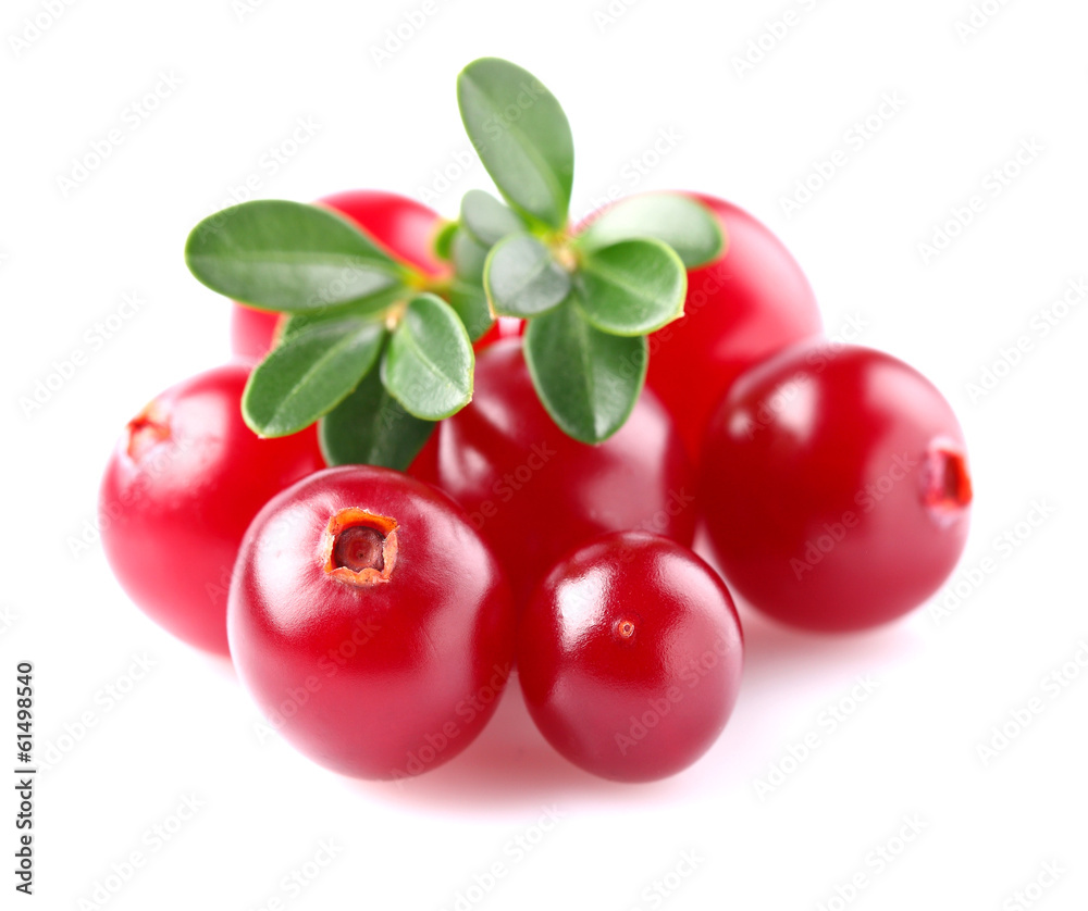 Poster cranberry with leaves