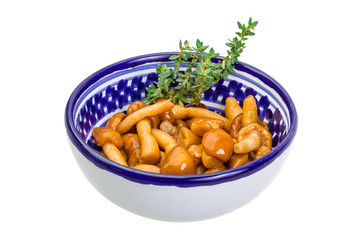 Armillaria