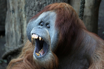 gähnender Orang-Utan