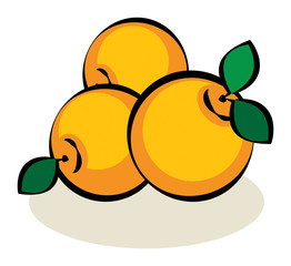 Fruit, Orange, vector illustration
