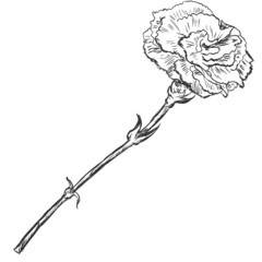 Vector Sketch Illustration - carnation