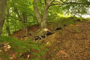 Tree roots in forest