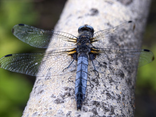 Broad-bodied Chaser (Libellula depressa) male sitting on branch