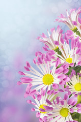Obraz na płótnie Canvas daisies flowers, white petals with pink tips