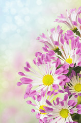 daisies bouquet, white petals with pink tips