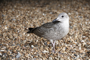 A sea gull standing on a pebble beach