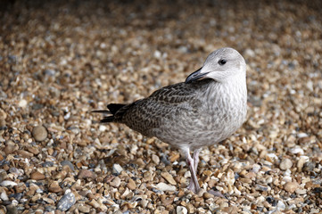 A sea gull standing on a pebble beach