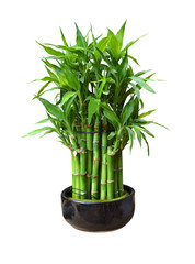 Naklejka premium bamboo in a pot