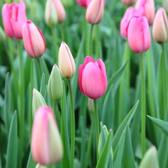 Field of beautiful pink tulips