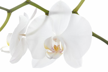 Obraz na płótnie Canvas The branch of orchids on a white background