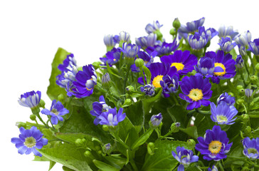 Florists Cineraria © Tamara Kulikova