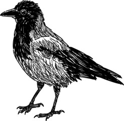 city crow
