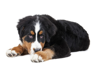 Bernese Mountain Dog