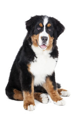 Bernese Mountain Dog