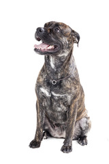 Obraz premium Ca de Bou (Mallorquin Mastiff, Mallorquin Bulldog, Perro Dogo Ma