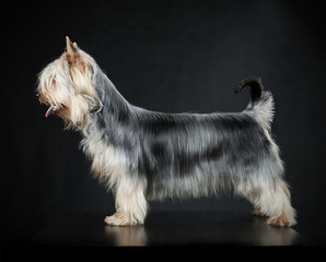 Australian Silky Terrier